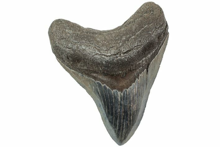 Serrated, Fossil Megalodon Tooth - South Carolina #234114